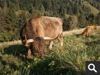 Schottische Hochlandrinder ermöglichen uns eine extensive Viehwirtschaft.